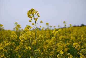 Obraz premium rape flower in jeju island