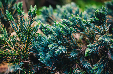 pine tree branches