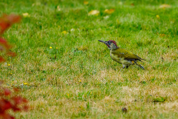 A european green woodpecker on a meadow