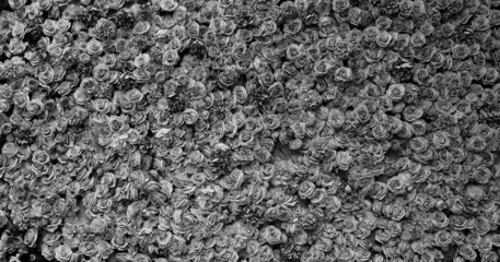 rose in monochrome.

me TO recollect