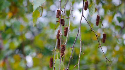 autumn background birch branches with leaves. Yellow leaves on a birch branch. Autumn rainy weather. autumn season, birch in the forest or in the park, close-up. catkins on a birch branch, autumn time