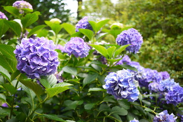 flower in jeju island park