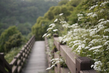 Fototapeta premium flower in jeju island park