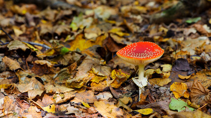 red fly agaric pine cone autumn forest. beautiful mushrooms with spotted caps. Colorful fly agarics with pine cones in the woods. autumn mood, dry leaves, natural background, close-up