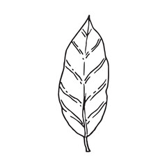 Hand drawn linear vector leaf
