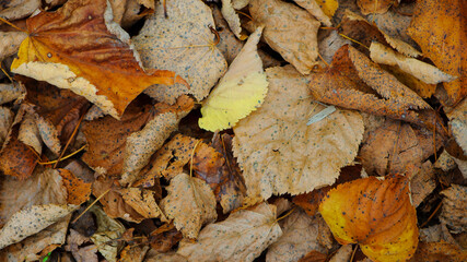 dry leaves. Dry fallen brown leaves in autumn Park. autumn background with dry leaves, top view,...