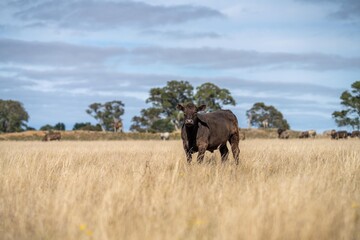 Stud Angus, wagyu, Murray grey, Dairy and beef Cows and Bulls grazing on grass and pasture in a...