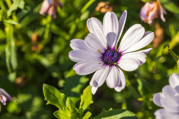 Macro view of white daisy flower  on green background. Beautiful autumn nature backgrounds. Sweden.