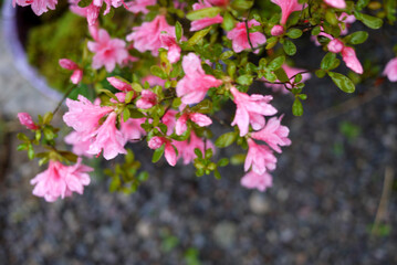 Naklejka premium flower in garden