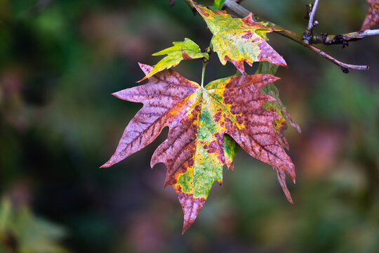 sycamore leaves withered and yellowed in autumn. raindrops on dry leaf