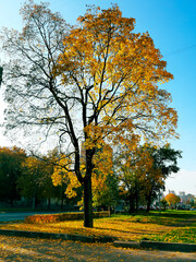 A lonely tree standing near the road with bright yellow leaves.