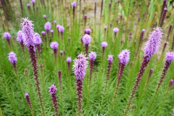 Plants and flowers in the park
