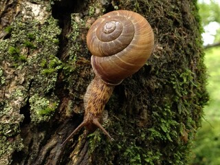 snail on a tree