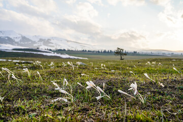 Obraz premium Crocus sativus, crocus alatavicus blooming in spring