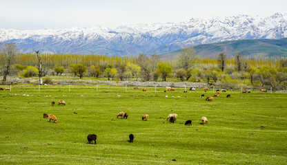 Prairie pasture expansive natural scenery
