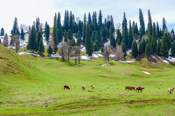 Prairie pasture expansive natural scenery