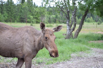 Close-up portrait of Alces alces alces, bull from side view in forest