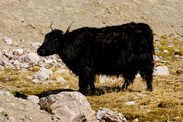 Fototapeta premium The black Tibetan yak in the wetland of the snowy mountain is drinking water next to Obao, plateau beauty