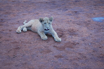 Cute young lion, lion cub walking