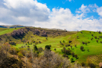 Green snow mountain grassland in spring, Cattle and sheep grazing