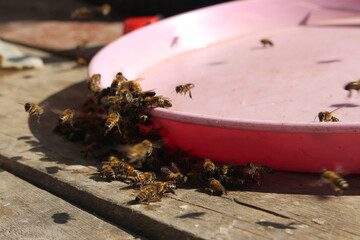 Bee drinking honey