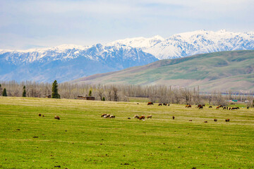 Fototapeta na wymiar Green snow mountain grassland in spring, Cattle and sheep grazing