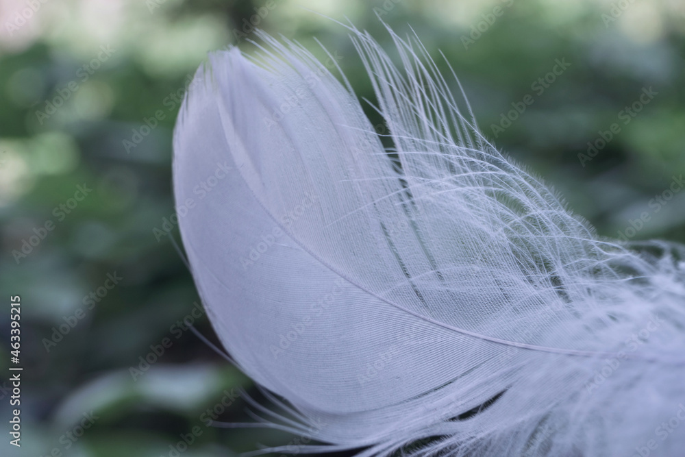 Poster Close up Beautiful one Bird feather on a bokeh.  Pattern background for design texture.
