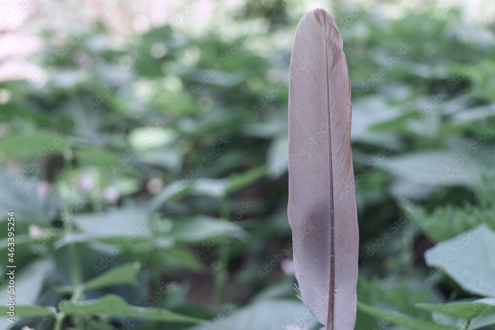 Poster Close up Beautiful one Bird feather on a bokeh.  Pattern background for design texture.