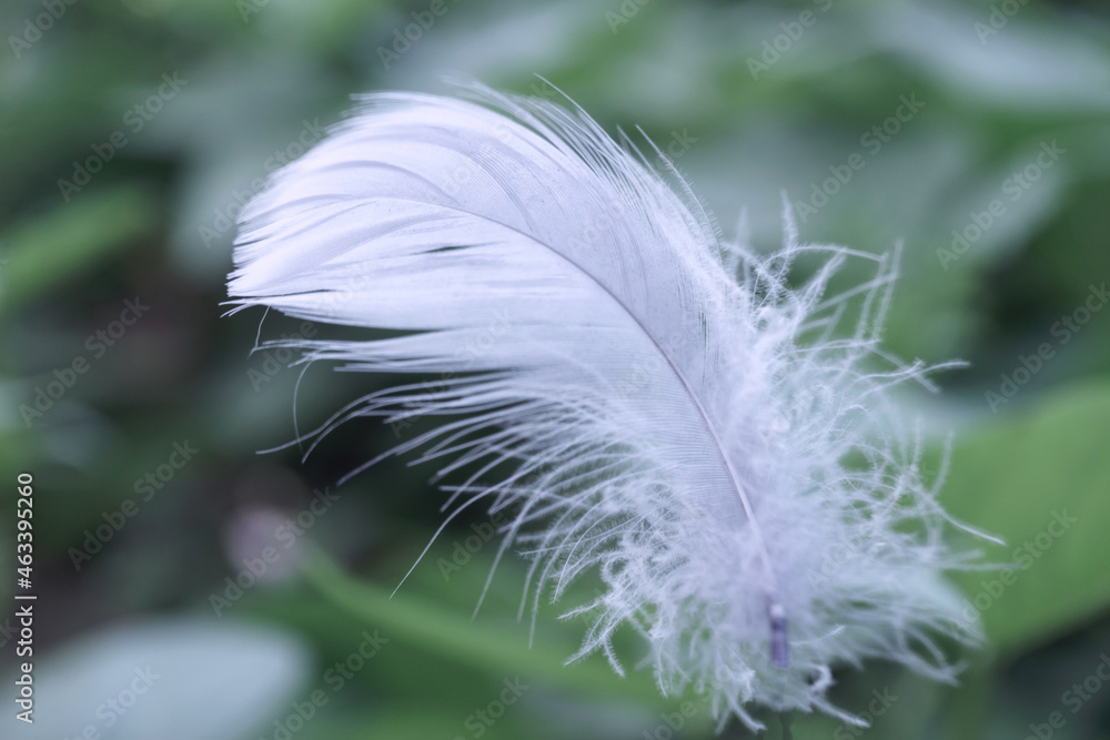 Poster Close up Beautiful one Bird feather on a bokeh.  Pattern background for design texture.