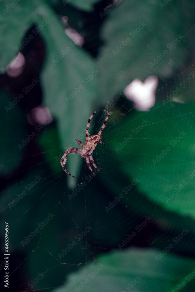 Poster cobweb or spider's web against a natural background, dew drops on a spider .