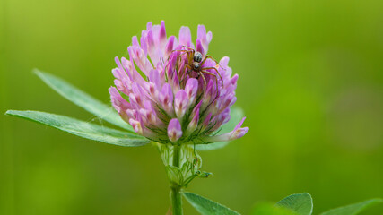 spider on Red Clover, Trifolium pratense, in a typical meadow environment. delicate flower, on a light green natural background. macro nature. wild flower. pink clover, flower in the field. close-up