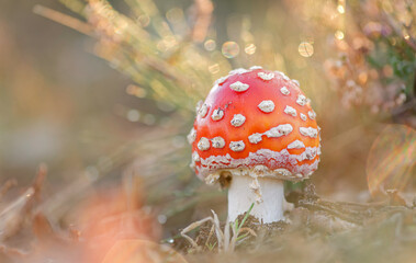 Fliegenpilz (Amanita muscari)