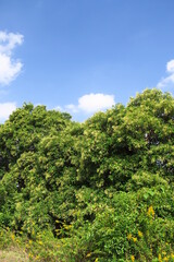 Fototapeta na wymiar 秋の青い実をつけたトウネズミモチの木と青空