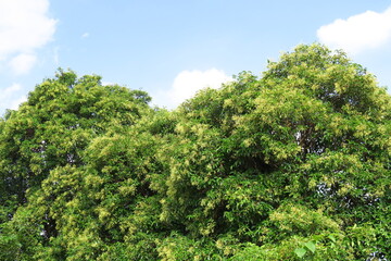 Fototapeta na wymiar 秋の青い実をつけたトウネズミモチの木と青空