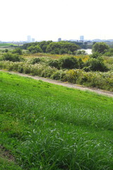 秋の荻原と背高泡立ち草咲く江戸川河川敷風景