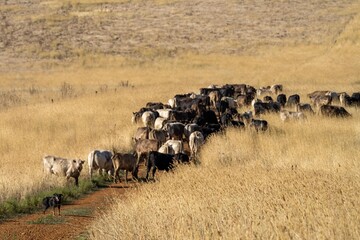 Close up of Stud Beef bulls and cows grazing on grass in a field during a summer drought, in...