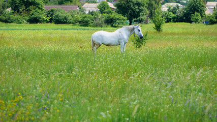 field grass. white horse out of focus, on green grass in the field. white horse stands in an agriculture field with juicy grass in sunny weather. strong, hardy and fast animal. grazing in the meadow