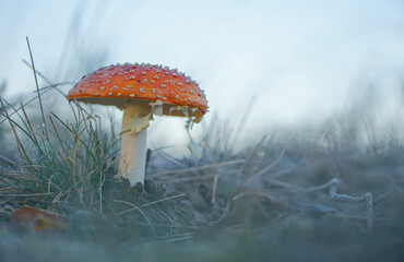Fliegenpilz (Amanita muscari) 