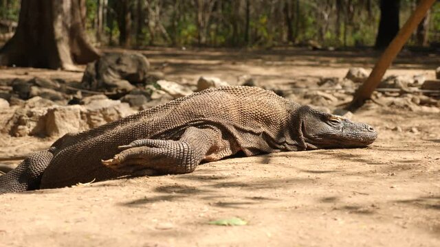 Close-up of a moving Komodo dragon. 4K Beautiful background in Komodo National Park, Indonesia. Flying butterflies all around.