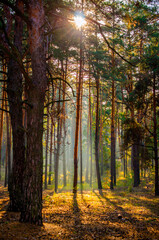 Early morning in the autumn pine forest