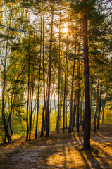 Fototapeta premium Early morning in the autumn pine forest