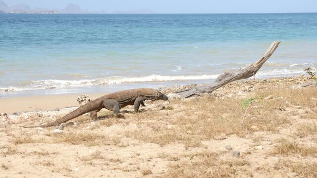 Close-up of a moving Komodo dragon at the beach. 4K Beautiful background in Komodo National Park, Indonesia.