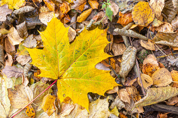 Yellow maple leaf on fallen autumn foliage