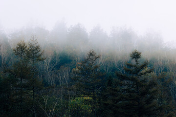 霧が立ち込める山林