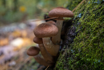 mushrooms in the forest