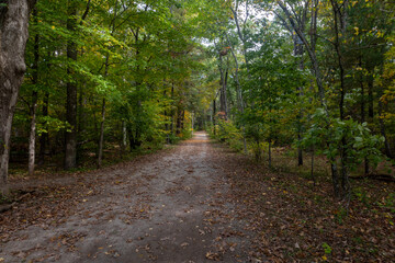 Autumn path in the woods