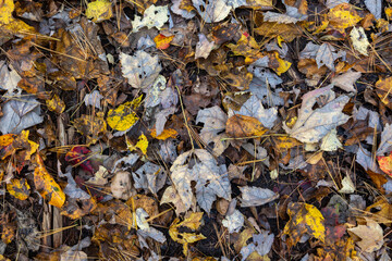 fallen autumn leaves