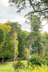 Fototapeta premium landscape views of trees woods and green grass expanses