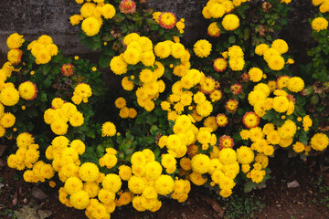 Yellow garden blooming flowers near street. Plenty yellow village flowers. Bush of uncountable yellow flowers