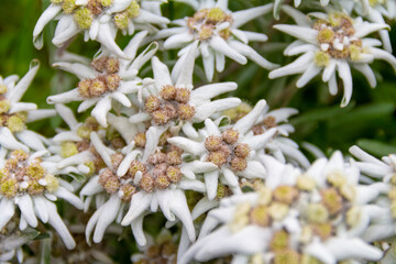 Edelweiss flowers